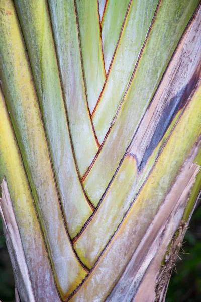 Palm Leave modèles de tronc — Photo
