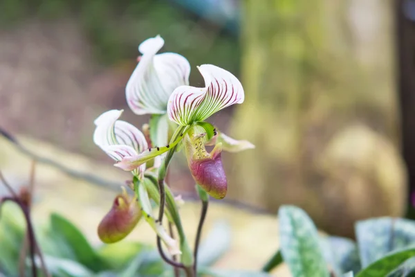 "Ταϊλάνδης orchid παντοφλών κυρία» — Φωτογραφία Αρχείου