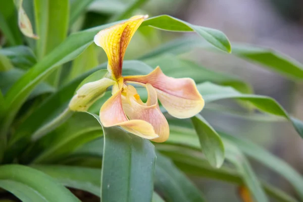 "lady slipper" Thai orchid — Stock Photo, Image