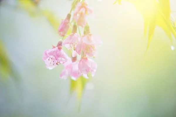 Tatlı pembe kiraz çiçeği — Stok fotoğraf