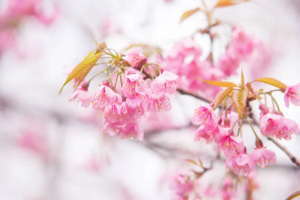 Süße rosa Kirschblüte — Stockfoto