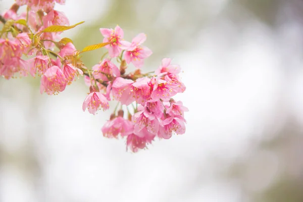 Солодкий рожевий вишневий цвіт — стокове фото