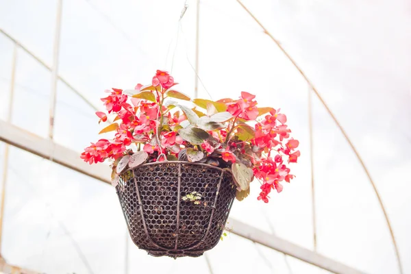 Hermosa flor roja en la cesta colgando —  Fotos de Stock