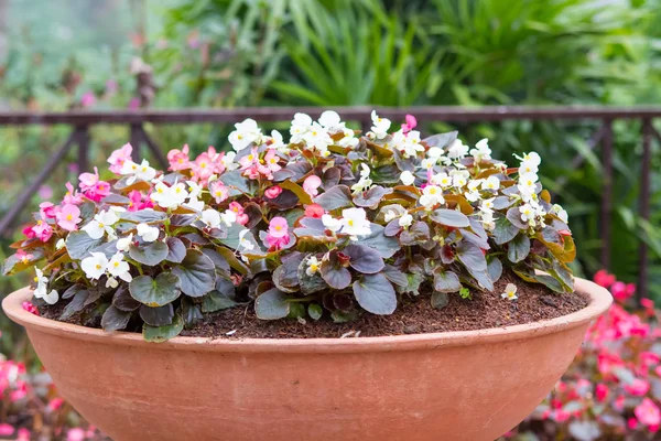 Berwarna-warni bunga dalam dekorasi pot tanah liat — Stok Foto