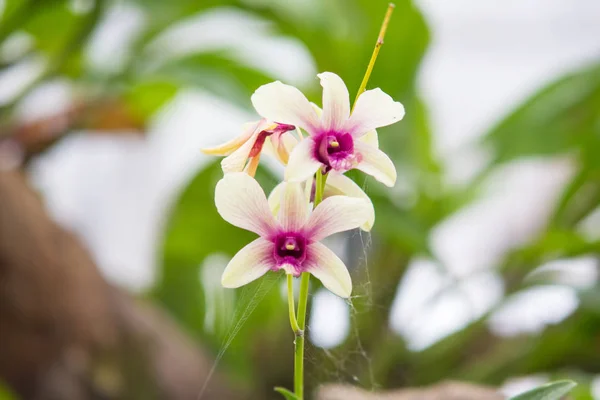 Flor de orquídea branca tailandesa — Fotografia de Stock