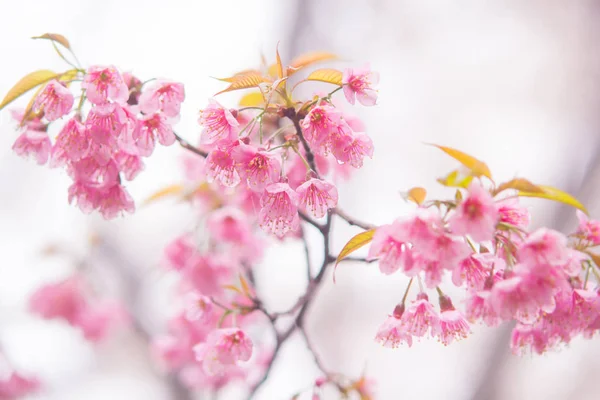 Yumuşak ve parlak pembe Tay kiraz çiçeği — Stok fotoğraf