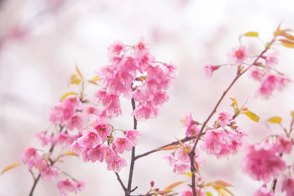 Weiche und leuchtend rosa thailändische Kirschblüte — Stockfoto