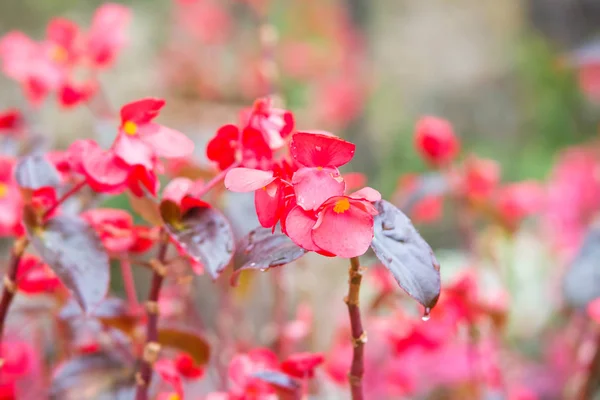 Red begonia flower — Stock Photo, Image