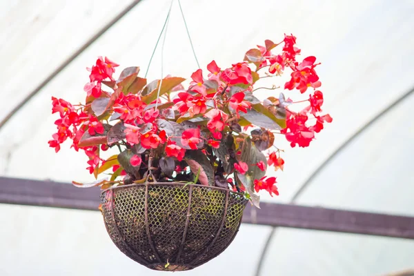 Red Begonia flower pot předsazení — Stock fotografie