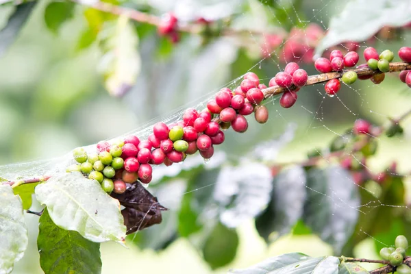 Grão de café vermelho fresco na árvore um fundo natural — Fotografia de Stock