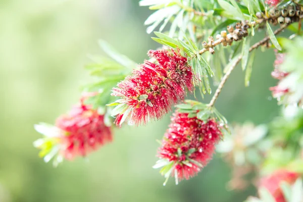 Rote Flaschenbürste Baum im Garten — Stockfoto