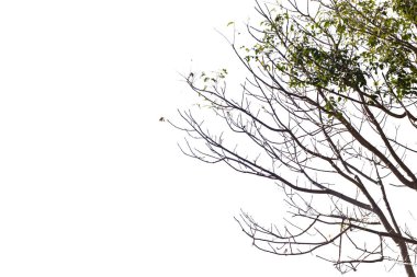 Beyaz arka plan üzerinde ağaç dalı yalıtım