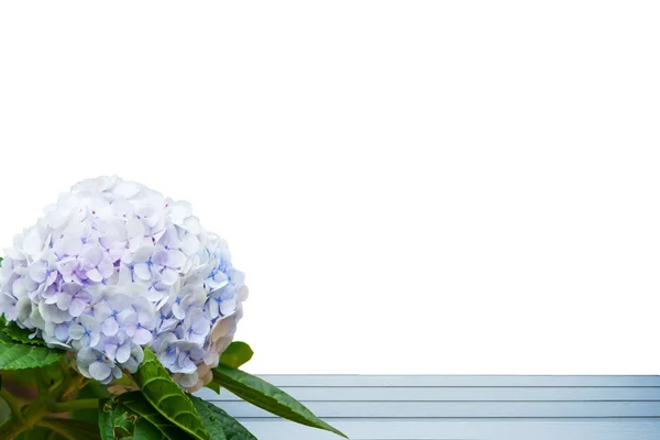 Bellissimo fiore di ortensia blu con piastra in legno — Foto Stock