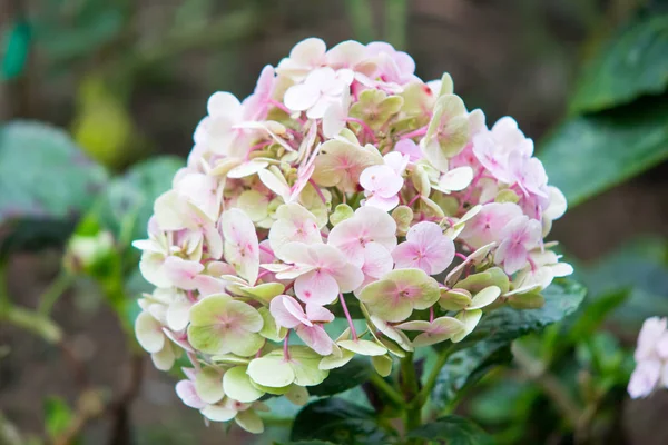 A beautiful mixed color hydrangea flower in the garden — Stock Photo, Image
