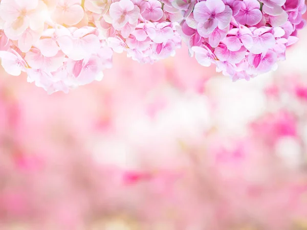 Abstrato projetado fundo rosa doce de flor de hortênsia — Fotografia de Stock