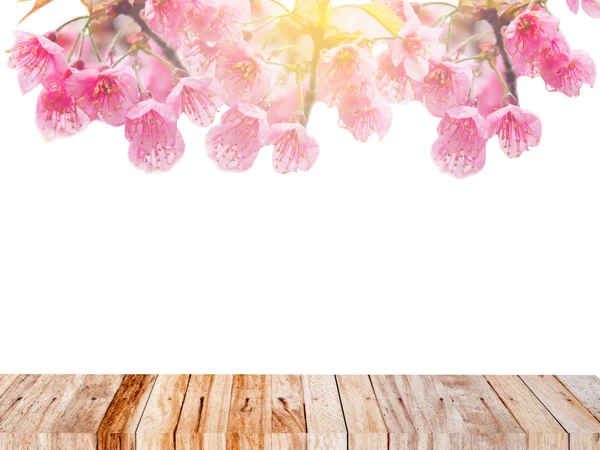 Primavera temporada projetado fundo com flor de cereja rosa — Fotografia de Stock