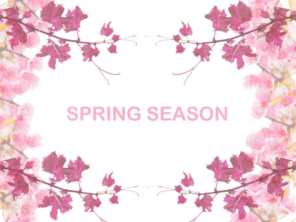 Primavera temporada diseñado fondo con flor de cerezo rosa — Foto de Stock