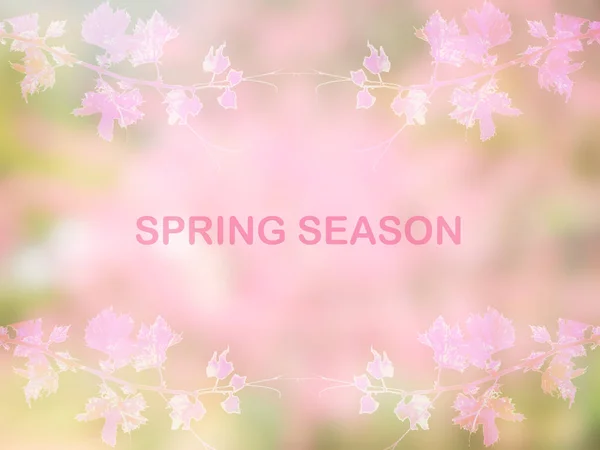 Spring season designed background with pink cherry blossom — Stock Photo, Image