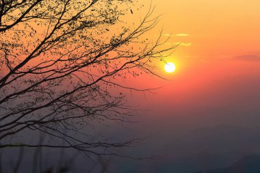 Arka plan günbatımı ve ağaç Şubesi