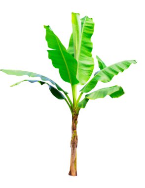 Beyaz arka plan üzerinde muz ağacı yalıtım