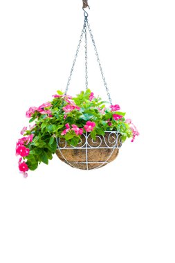Pembe çiçek pot asılı beyaz arka plan üzerinde yalıtım