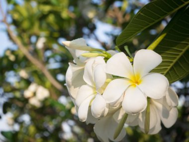 Beyaz Plumerai çiçek