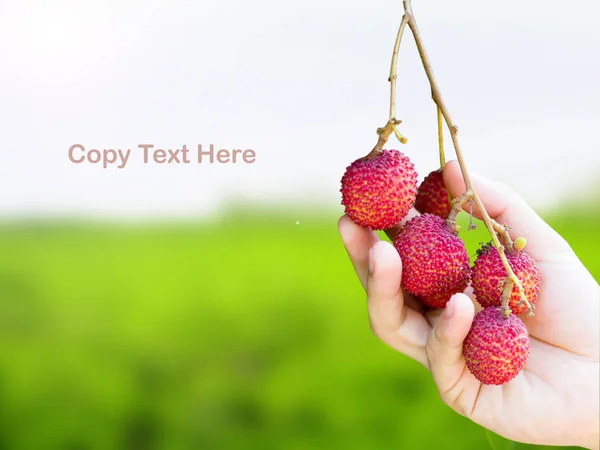 Hand picking up the ripe lychee fruit on green — Stock Photo, Image