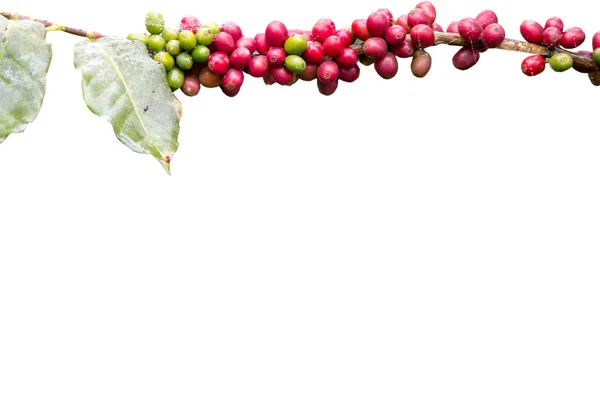 Červená coffee bean větev izolace na bílém — Stock fotografie