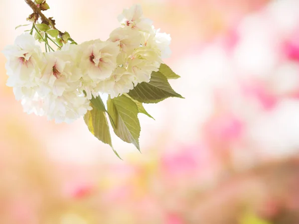 Abstrakte Unschärfe und weiche rosa Kirschblüten Hintergrund — Stockfoto