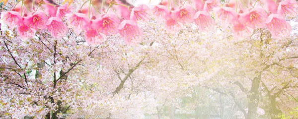 Banner de flor de cerezo rosa abstracto en temporada de primavera para el fondo —  Fotos de Stock