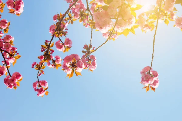 Abstrakte rosa Kirschblüte vor blauem Himmel für Hintergrund — Stockfoto