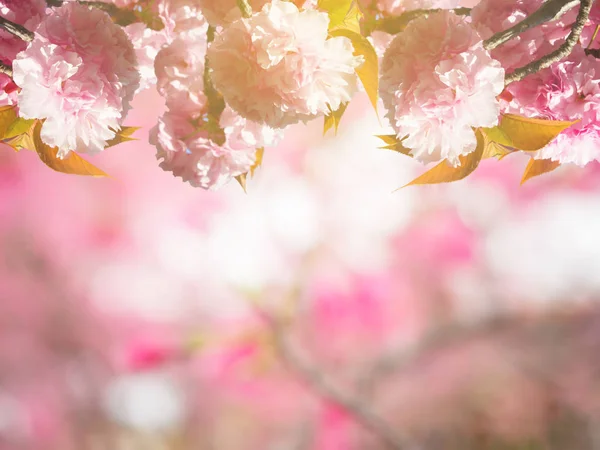 Extrait de la fleur de cerisier rose au printemps au Japon — Photo