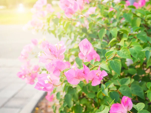 Pink Bougaville flower blooming in the garden — Stock Photo, Image