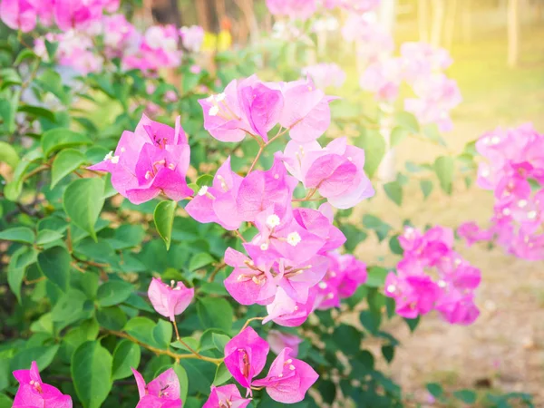 Pink Bougaville flower blooming in the garden — Stock Photo, Image