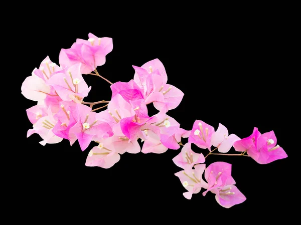 Rosa Bougaville Blume Isolation auf schwarz — Stockfoto