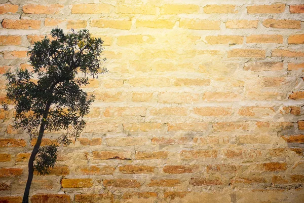 Strom na hnědá cihlová zeď pro pozadí — Stock fotografie