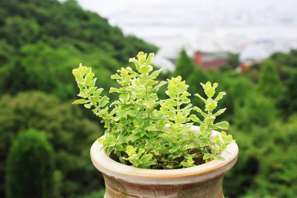 Groene boom in een pot van klei met bergzicht — Stockfoto