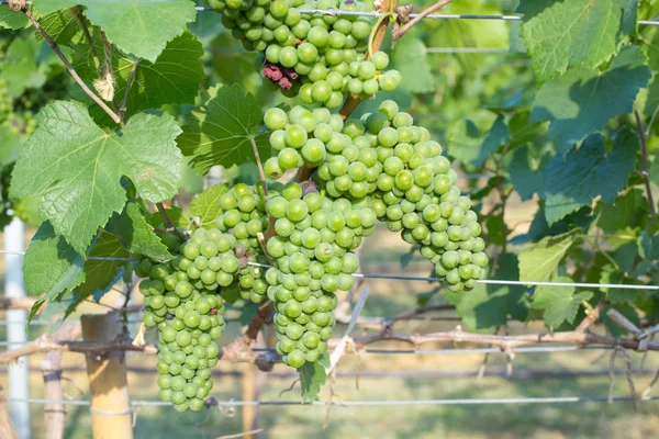 Green fresh grape farm in KhoaYai, Thailand — Stock Photo, Image