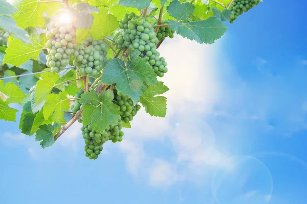 Green grape tree against blue sky background — Stock Photo, Image