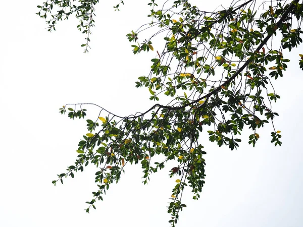 Isolamento de galho de árvore no fundo branco — Fotografia de Stock