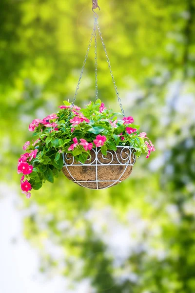 Doğal yeşil asılı bir tencerede Pembe çiçek