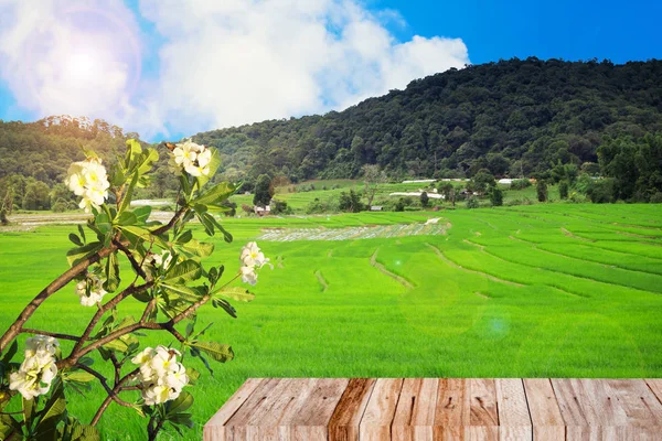 Campo de arroz rural com plumeria flor e espaço de madeira — Fotografia de Stock
