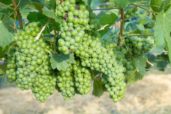 Green grape in the winery yard, Khaoyai, Thailand — Stock Photo, Image