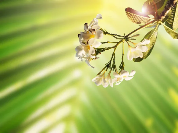 Witte plumeria bloem branch op groene achtergrond — Stockfoto