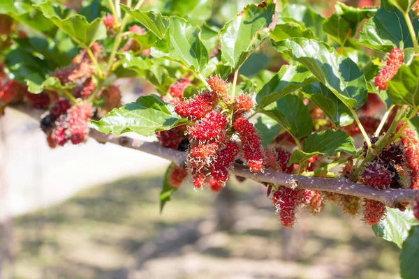 Verse mulberry op de boom in de tuin — Stockfoto