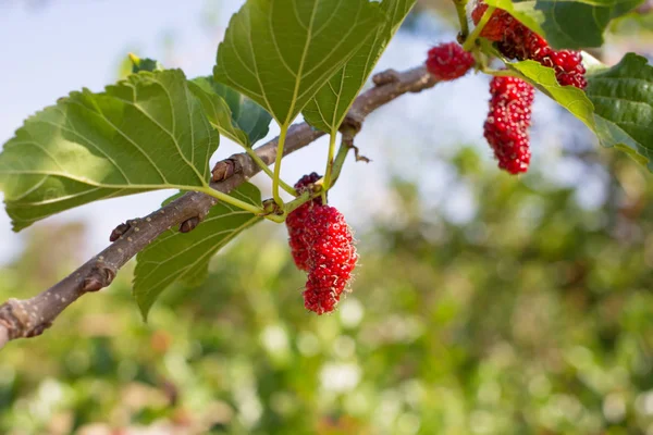 Verse mulberry op de boom in de tuin — Stockfoto