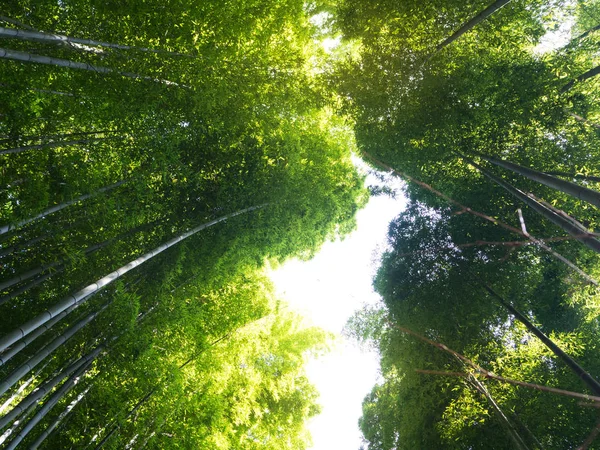 Абстрактный и мягкий зеленый лес в Арашияме, Киото — стоковое фото