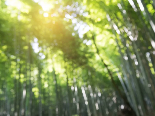 Desenfoque abstracto y suave del bosque de bambú verde en Arashiyama, Kyoto —  Fotos de Stock