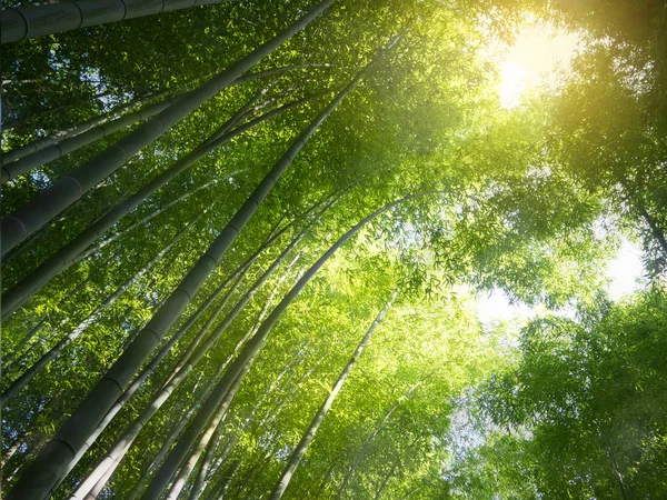 Абстрактный и мягкий зеленый лес в Арашияме, Киото — стоковое фото