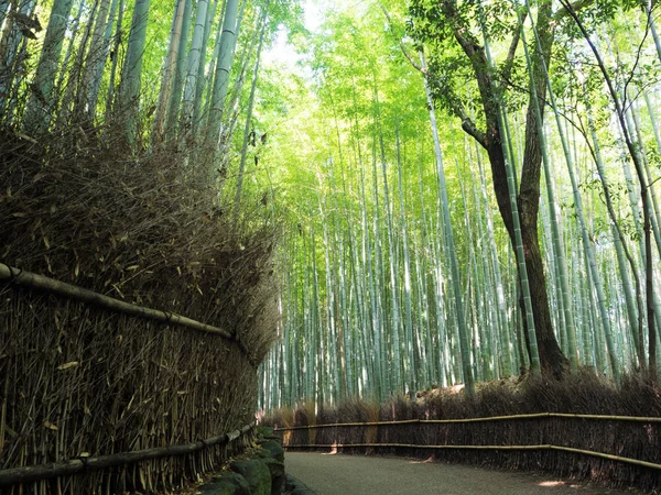 Flou abstrait et doux de la forêt de bambous verts à Arashiyama, Kyoto — Photo